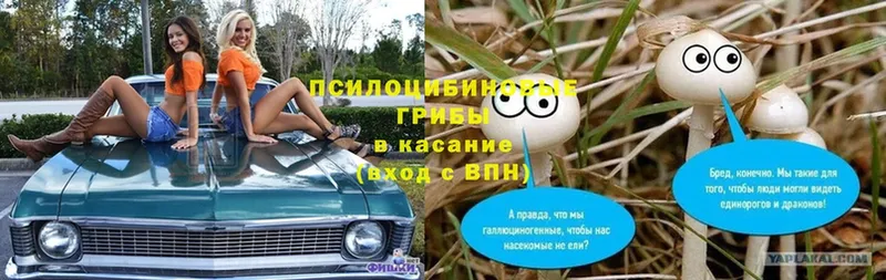 blacksprut ссылка  где купить   Белая Холуница  Галлюциногенные грибы Psilocybine cubensis 